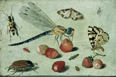 En trollslända, två malar, en spindel och några skalbaggar, med vilda jordgubbar, 1600-talet (olja på koppar)